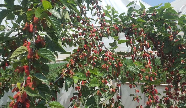 Fruit Trees That Can Thrive in Clay Soil
